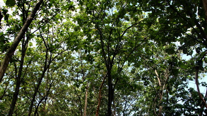 Teak forest in the photo from below, with selective focus, blurry, and out of focus