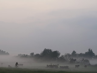 krowy na łące we mgle - obrazy, fototapety, plakaty
