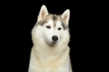 Portrait of Siberian Husky Dog on Isolated Black Background, Front view