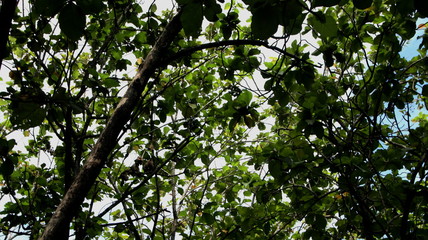 Teak forest in the photo from below, with selective focus, blurry, and out of focus