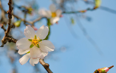 Close up of blooming almond tree on blue sky background in Spain in January. Flowering trees as a symbol of the coming spring. Roses, Catalonia. White almond flowers and green buds on a branch. 