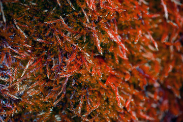 Red snowy leaves in spring