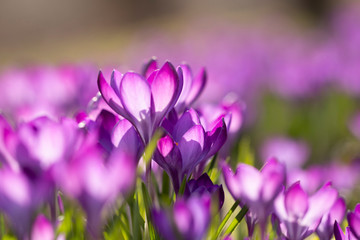 Fototapeta na wymiar Lila Blüten im Frühling - Lichtdurchflutete Krokusse