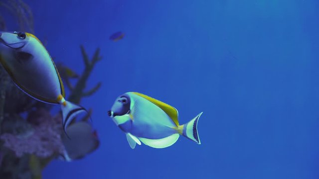 Close Up of Surgeonfish Swimming. Close up of a fish swimming. Tour of the fish tank. Pisces swim in the aquarium. A pond with a closeup of marine fish with blue backlight. Exotic ocean dwellers.