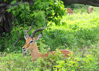 Impala male in African bush - South Africa