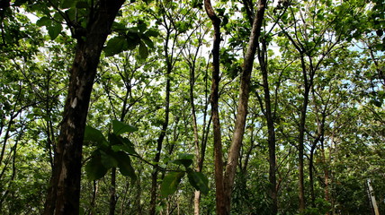 Teak forest in the photo from below, with selective focus, blurry, and out of focus