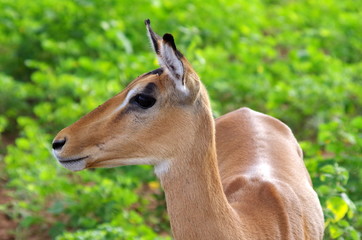 Impala antelope female portrait