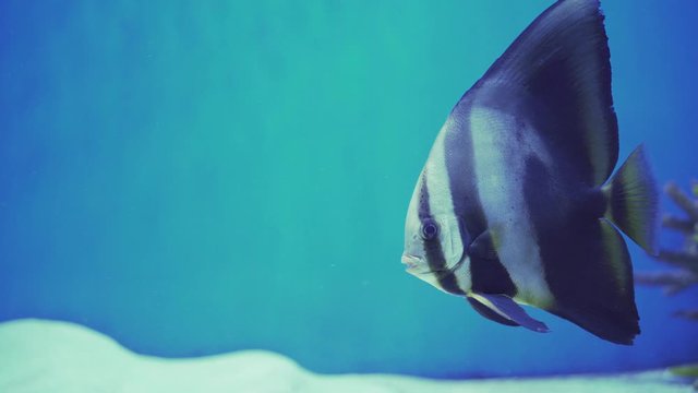 Blue Speckled Fishes, Aquarium, Closeup, Blue-Face Angel, Euxiphipops xanthometapon, among flossil coral reef, fin of Blue Ring Angelfish,aquarium, oceanarium, underwater, blue lamplight.
