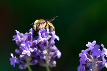 Detail of a bee on lavender flower