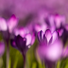 Fototapeta premium Lila Blüten im Frühling - Lichtdurchflutete Krokusse