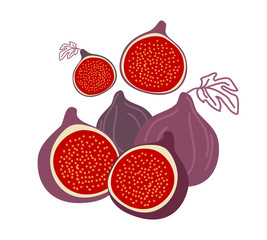 Isolated figs, design colorful vector illustration. Collection of whole and sliced fresh fig fruits isolated on white background