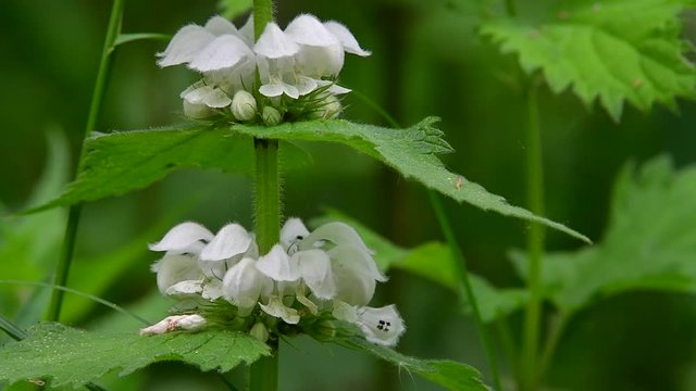 White deadnettle (Lamium album) in flower