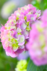 Fototapeta na wymiar 美しい紫陽花_ソフトイメージ