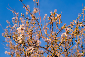 Blooming almond tree on the Mediterranean coast of Spain in January on blue sky background. Flowering trees as a symbol of the coming spring. Roses, Catalonia.