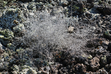 Flowers and plants from Spanish island Lanzarote