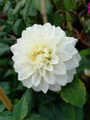 Pretty White Flower