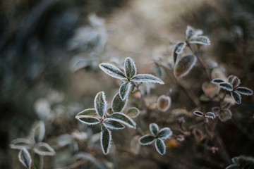 zieleń, natura, rośliny, przymrozek, obecność, zima, zdrowie, spacer © Justyna