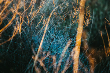 Dry flowers, stems of plants, leaves, herbs and grass in autumn season. Autumn sunset.