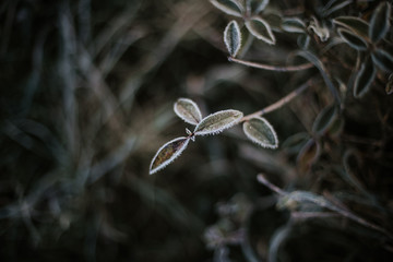 zieleń, natura, rośliny, przymrozek, obecność, zima, zdrowie, spacer © Justyna