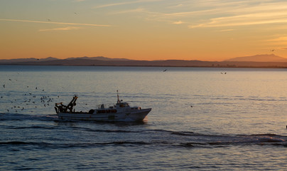 The fishing boat returns to the port in the evening after a working day. Vessel or ship is sailing in the calm sea in the sunset light on the shore background. Seagulls accompany the schooner. 