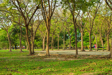 Many tree and meadow in a park with sky background.