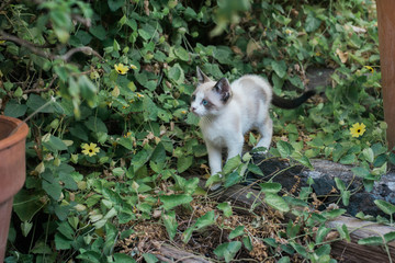 Fototapeta premium Cute kitten exploring a garden