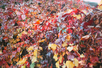  Purple, Violet, Yellow, Green, Red and Orange Autumn Leaves  of Wild Grape Background