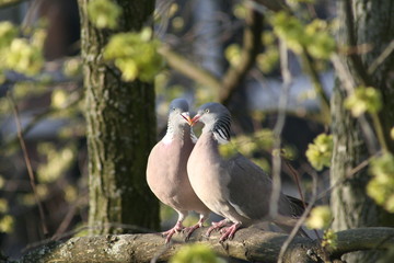 pigeon on the ground