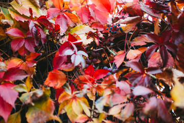  Purple, Violet, Yellow,  Red and Orange Autumn Leaves  of Wild Grape Background