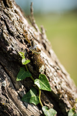 Alliances de mariage