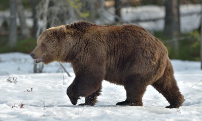 Brown Bear (Ursus arctos) in spring forest.