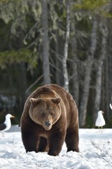 Brown Bear (Ursus arctos) in spring forest.