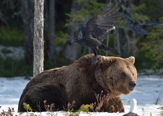 Brown Bear (Ursus arctos) in spring forest.