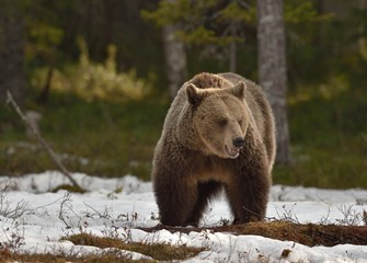 Obraz premium Brown bear in winter forest