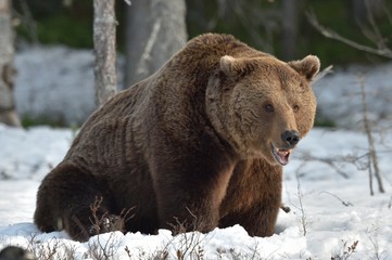 Fototapeta premium Brown Bear (Ursus arctos) in spring forest.