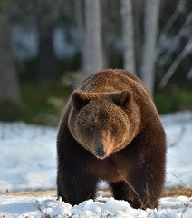 Obraz na płótnie Canvas Brown Bear (Ursus arctos) in spring forest.
