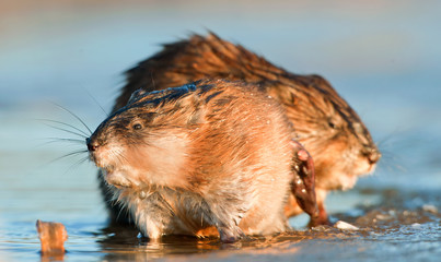 Muskrat ( Ondatra zibethica ) in sunset light. Autumn season.