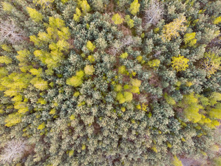 treetops in mixed forest, spruce and deciduous trees