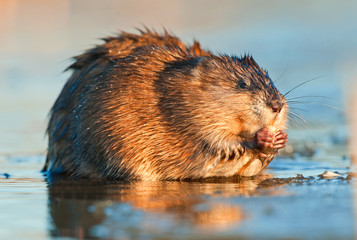Eating Muskrat ( Ondatra zibethica ) in sunset light. Autumn season.