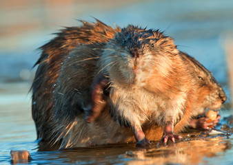 Muskrat ( Ondatra zibethica ) in sunset light. Autumn season.