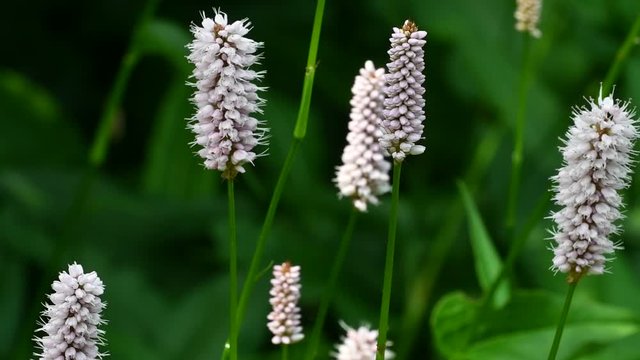 Meadow bistort (Persicaria bistorta / Polygonum bistorta) in flower