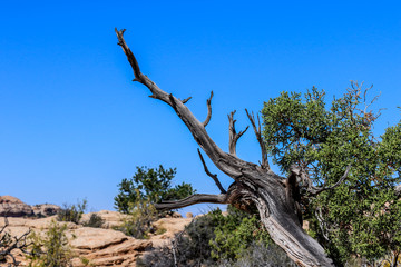 Dry Trees and Other Flora in  Canyonlands National Park, USA