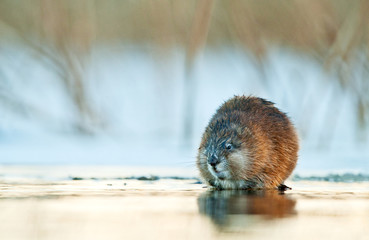 Muskrat ( Ondatra zibethica ) in sunset light. Autumn season.