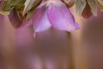 Blumenrahmen mit pinke Christrose / Nieswurz - Helleborus - Platz für Text