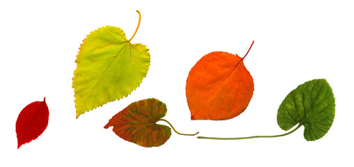 Collection of autumn leaves isolated on white background. High detail.