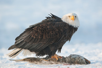 The Bald eagle ( Haliaeetus leucocephalus ) sits on snow and eats a salmon fish.