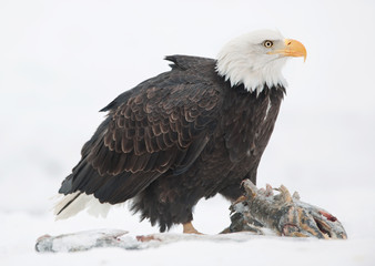 The Bald eagle ( Haliaeetus leucocephalus ) sits on snow and eats a salmon fish.