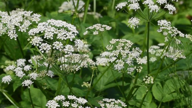 Ground elder / English masterwort (Aegopodium podagraria) in flower
