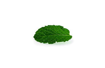 Fresh mint leaves isolated on white background.