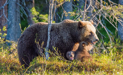 Obraz na płótnie Canvas She-Bear and Cubs of Brown bear (Ursus Arctos Arctos) in the summer forest. Natural green Background